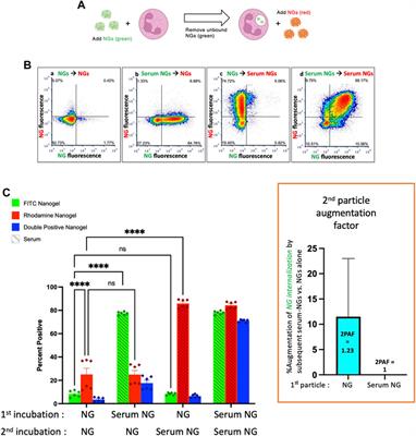 Nanoparticle-Induced Augmentation of Neutrophils’ Phagocytosis of Bacteria